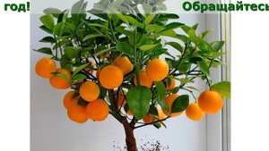 Быстрорастущие Домашние Деревья