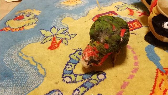 Кубинский амазон требует ласки смотреть онлайн