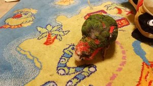 Кубинский амазон требует ласки