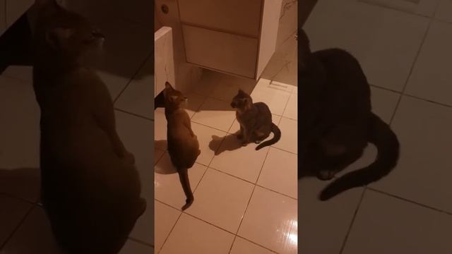 Камышовая кошка бьет кота чаузи