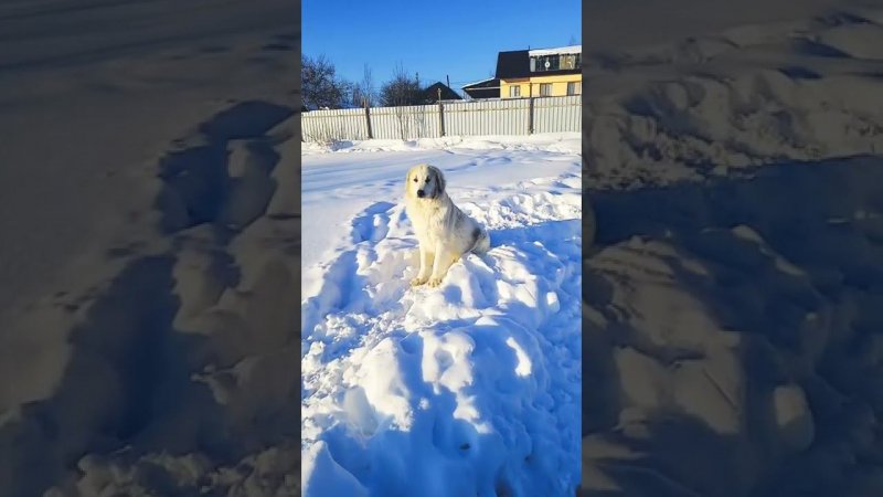 Вся правда о Пиренейской горной собаке, часть 1.