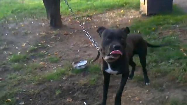 линия гороча (5 лет рыжая) линия тохмета (9 лет ) смотреть онлайн