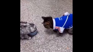 Бесплатное Видео Про Кошек Смотреть - Лучшее Из Смешных Видео С Животными 2022 Года #46