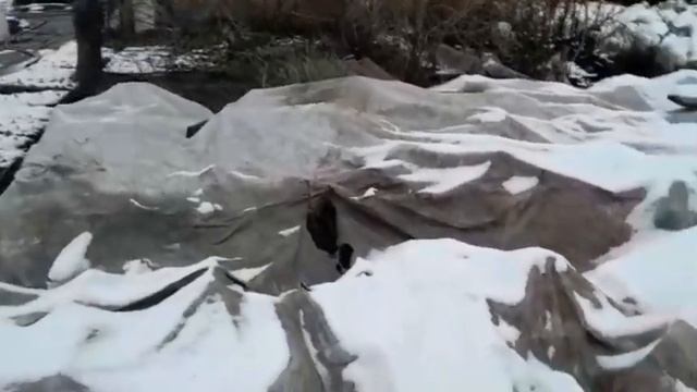 Спасаем розу от заморозков!!!! смотреть онлайн