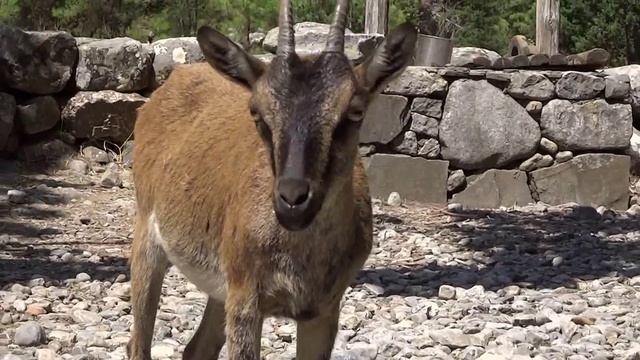 Коза Кри Кри в ущелье Самарья на Крите (feeding Kri-Kri goat, Crete)