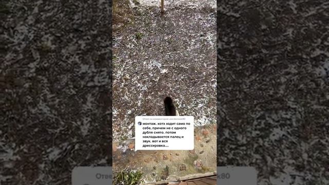 Чернуха гуляет сам по себе а все остальное монтаж 😻 умный кот смотреть онлайн