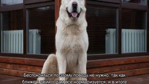 Алабай: вес взрослой собаки и щенка по месяцам