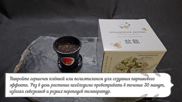 Сад Радости: Катальпа (инструкция по посадке и пересадке)