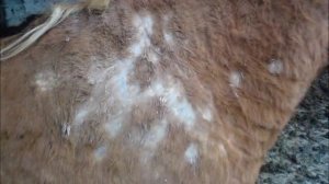 Кожные заболевания у лошадей. Dermatitis in horses