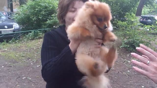 Самый прикольный померанец