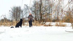Собака писает на кровать. Причины негативного поведения.