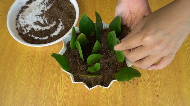 Two simple methods to propagate plants zamioculcas zamiifolia, Air purifier is good for health смотреть онлайн