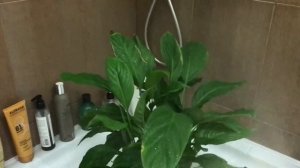 2-ая часть СПАТИФИЛЛУМ ОПУСТИЛ ЛИСТЬЯ. ВОССТАНАВЛИВАЕМ ЖЕНСКОЕ СЧАСТЬЕ. ПОМОЩЬ И УХОД.