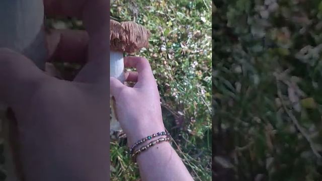 Трубчатые грибы неотпускайте смотреть онлайн