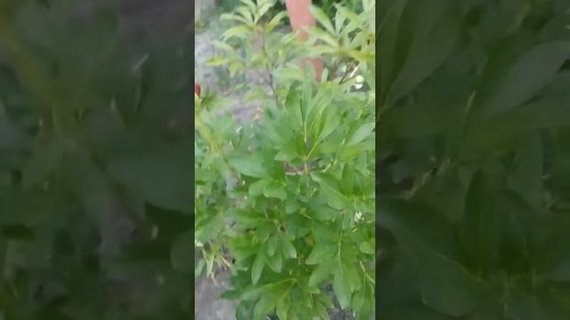 Пион "Рубра Плена" (Paeonia officinalis Rubra Plena)ПівоніяРубраПлена