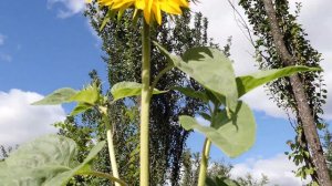 Декоративный ПОДСОЛНУХ МЕДВЕЖОНОК вырос на даче