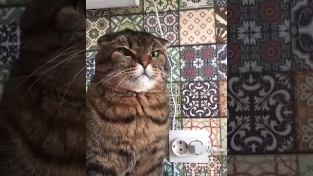 злой кот!
