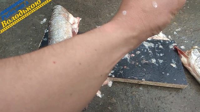 Як почистити щуку від луски! Як чистити щуку відео