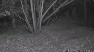 Estonia Badgercam 2016 09 20 Tawny Owl call 20:50