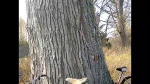 Допотопные гиганты,тополя