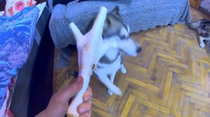 ТОП вкусняшки для собак! ХАСКИ КАЙФУЕТ!