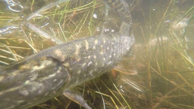 рыбалка мелеуз смотреть онлайн