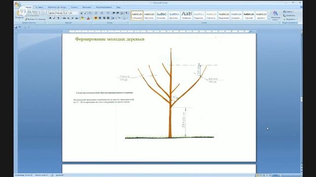 Рабушко Николай - Обрезка плодовых деревьев - вебинар полная версия. смотреть онлайн