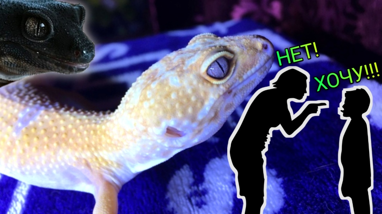 КАК УГОВОРИТЬ РОДИТЕЛЕЙ КУПИТЬ ЭУБЛЕФАРА смотреть онлайн