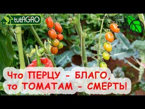 КАК ПРАВИЛЬНО ПОДКАРМЛИВАТЬ ТОМАТЫ и ПЕРЦЫ АЗОТОМ, чтобы получать большие урожаи.