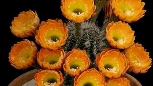 Как растет кактус