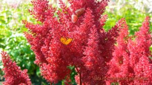 Астильба китайская Скайскрейпер (astilbe) ? обзор: как сажать, саженцы астильбы Скайскрейпер