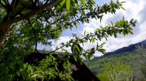 Шале и розы в горах Италии. Борьба с травой и прогулка по участку.