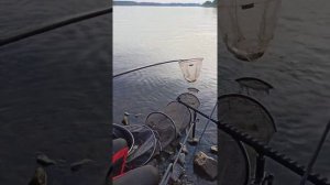 ЛОВЛЯ НА ФИДЕР ОКОЛО ПАМЯТНИКА СТАЛИНУ ДУБНА