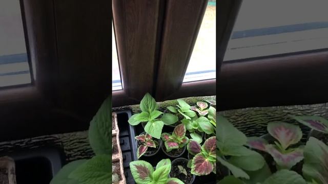 Не сажайте рассаду в торфяные стаканчики!!! смотреть онлайн