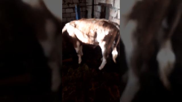 Что делать если корову или бычка укусил клещ и молоко пропало и аппетит