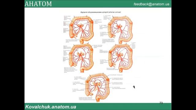 КРОВОНОСНІ СУДИНИ смотреть онлайн