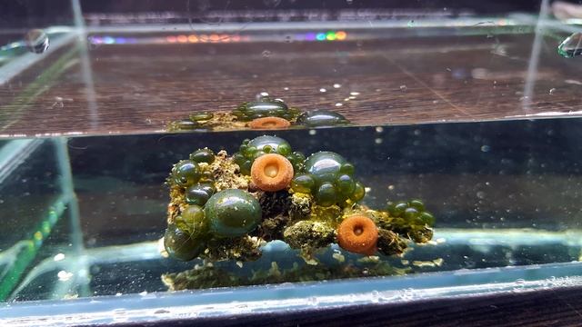 ОНО МОГЛО БЫ ЗАХВАТИТЬ МИР...НО ЗАХВАТИТ ВАШ АКВАРИУМ смотреть онлайн