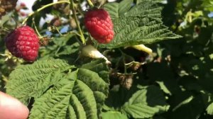 Польша. Малина Ляшка (Лячка).