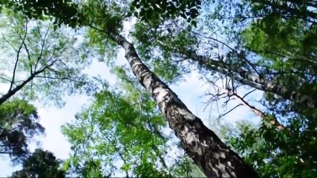 Во поле береза стояла. Сестры Ольга Галина Наталья Кныш смотреть онлайн