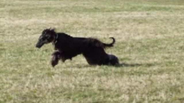 HarmMoni's Afghan Hounds - Madina's life смотреть онлайн