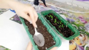 ГЕЛИОТРОП. ВСХОЖЕСТЬ СЕМЯН ОТ ОЗОН. ПОВТОРНЫЙ ПОСЕВ ГЕЛИОТРОПА. РАЗВИТИЕ СЕЯНЦЕВ.