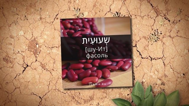 23 слова на иврите ٭ ГРИБЫ, ЛУК, ОВОЩИ на иврите ٭ Изучение иврита смотреть онлайн