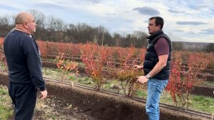 Плантация голубики. Апшеронский район, Краснодарский край. В гостях у Вачика. Часть2.