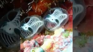 Асцидии — обитатели океана