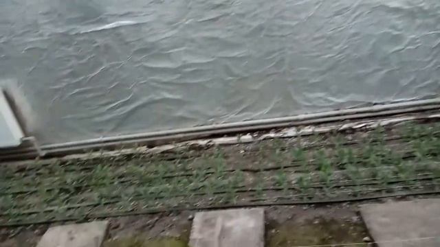 Прищіпування Еустоми. 2,5 місяці після висадки. / Прищипывание Эустомы. 2,5 месяца после высадки. смотреть онлайн