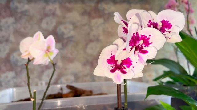 Кора для Орхидей. Подготавливаю. Решил проварить. Почему? Готовимся к пересадкам. смотреть онлайн