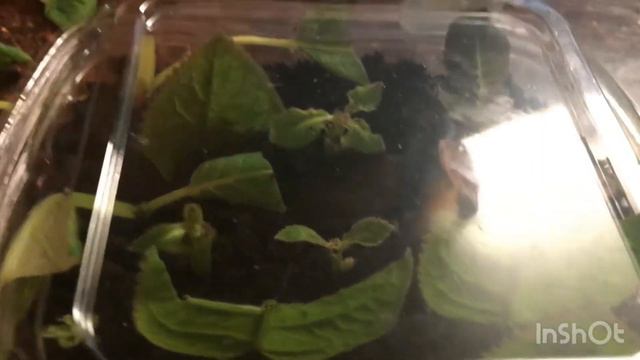 ,,Размножения глоксинии листом,,((Reproduction of gloxinia by a leaf))2020 смотреть онлайн