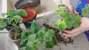 пеларгонии пересадка дорогих черенков!