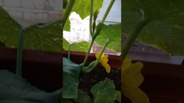 БИЗНЕС ПЛАН..ВЫРАЩИВАНИЕ ОВОЩЕЙ НА БАЛКОНЕ...