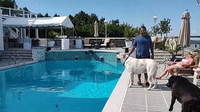 Giant alabai central Asian shepherd Vladimir NJ смотреть онлайн